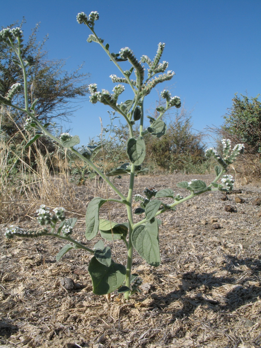 Image of Heliotropium ellipticum specimen.