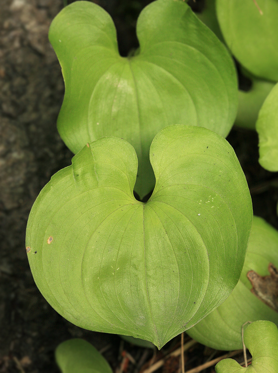 Image of Maianthemum dilatatum specimen.
