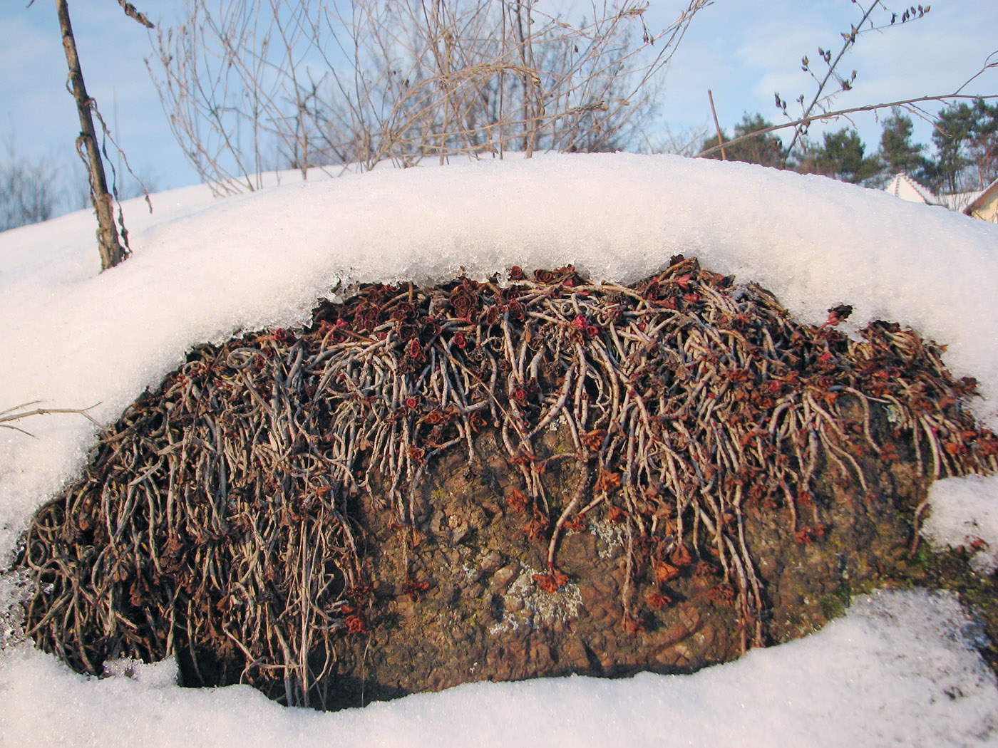 Изображение особи Sedum spurium.