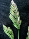 Dactylis glomerata
