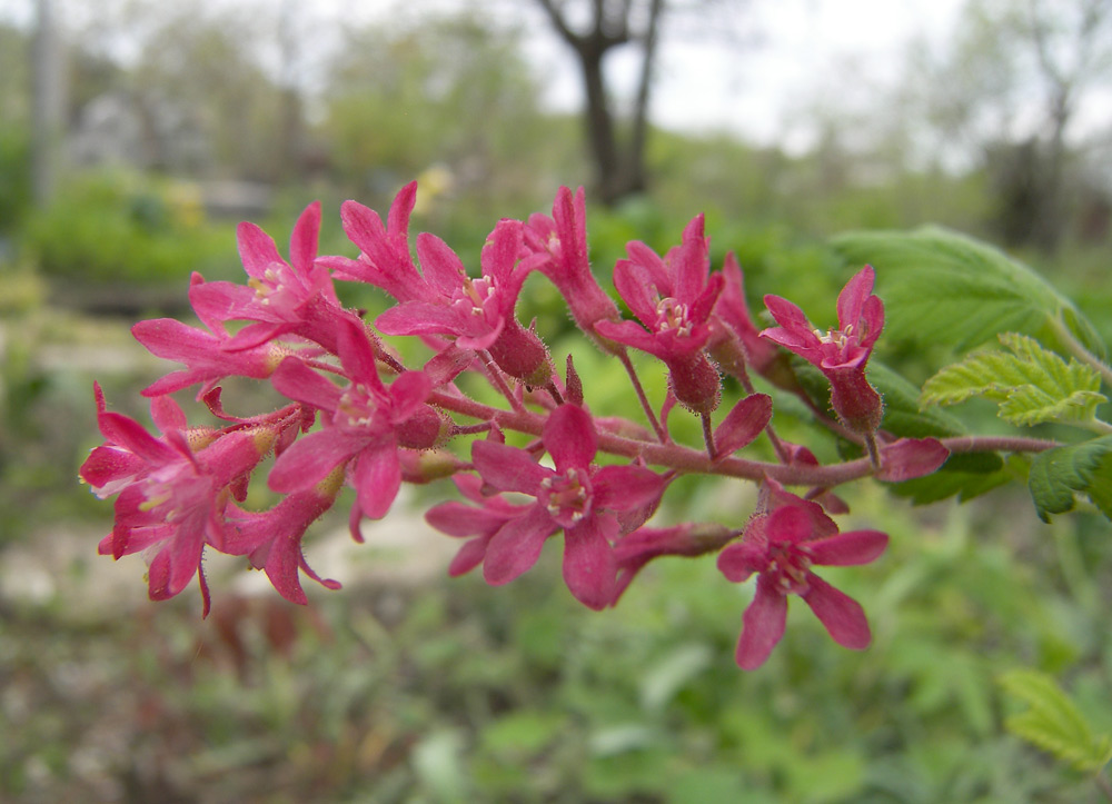 Image of Ribes sanguineum specimen.