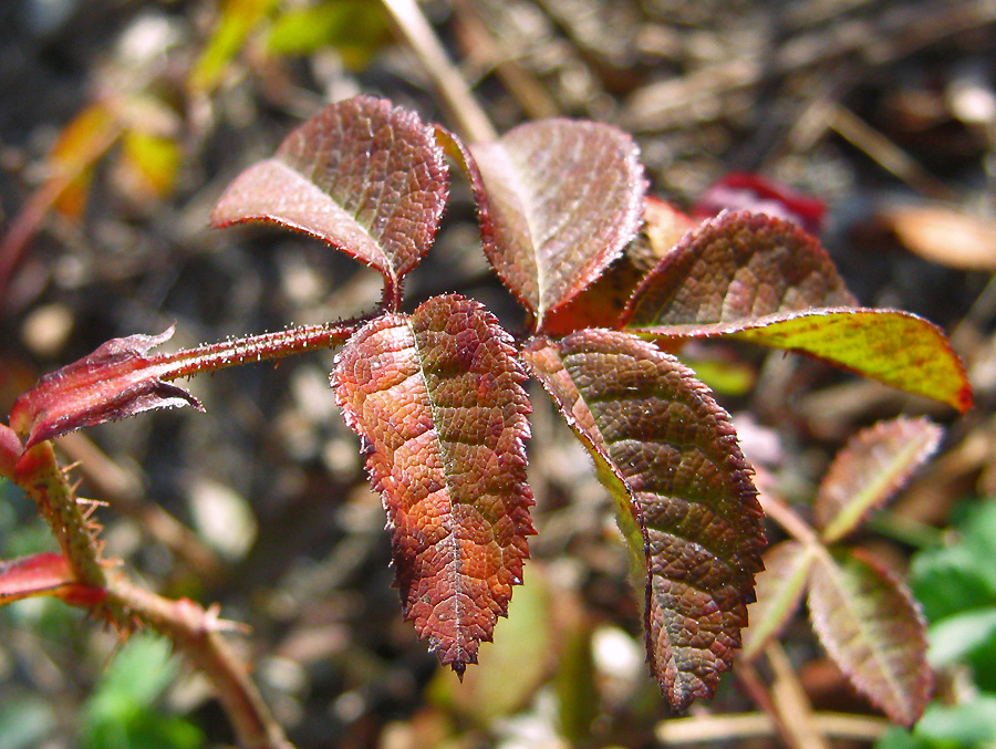 Изображение особи Rosa gallica.