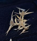 Crypsis schoenoides