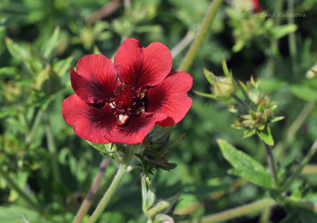 Image of Potentilla thurberi specimen.