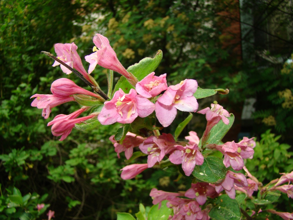 Image of Weigela praecox specimen.