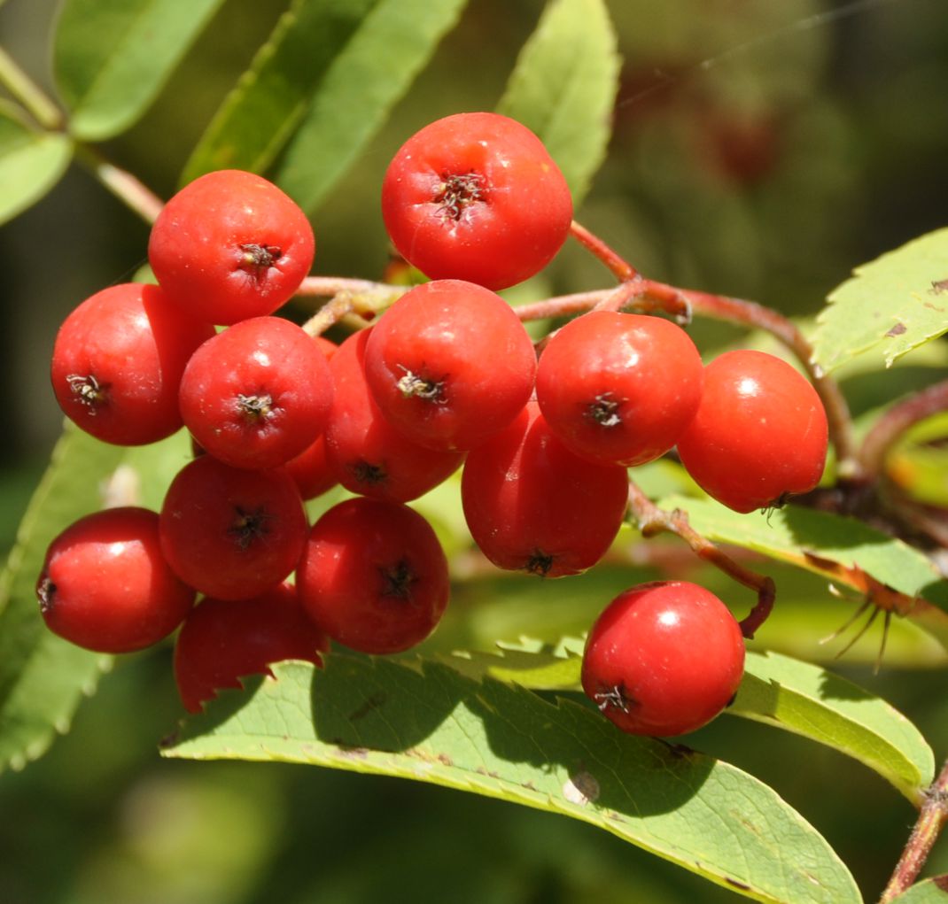 Image of Sorbus aucuparia specimen.