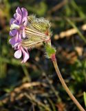 Silene scabriflora. Верхушка побега с соцветием. Португалия, округ Порталегри, окр. г. Elvas. Январь.