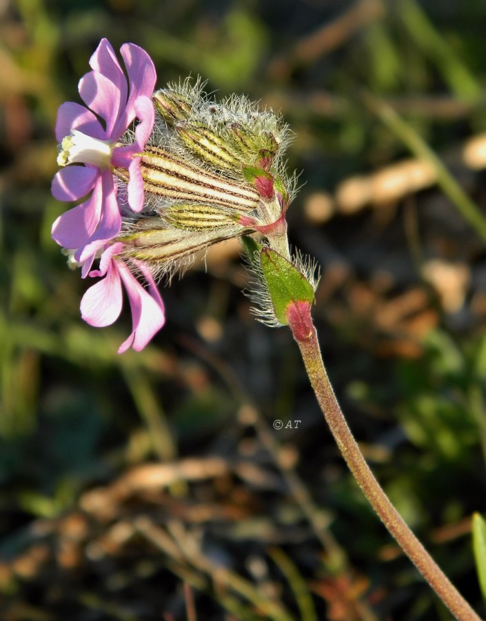 Image of Silene scabriflora specimen.