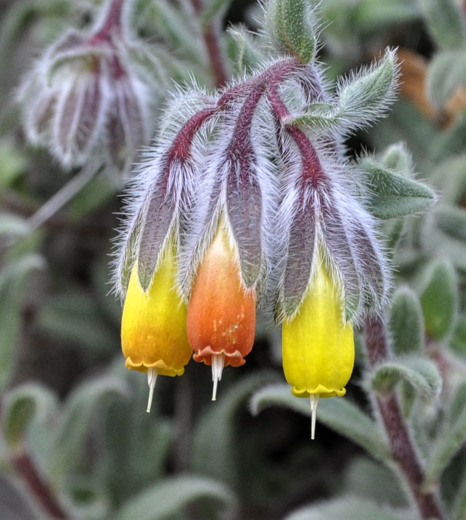 Image of Onosma frutescens specimen.