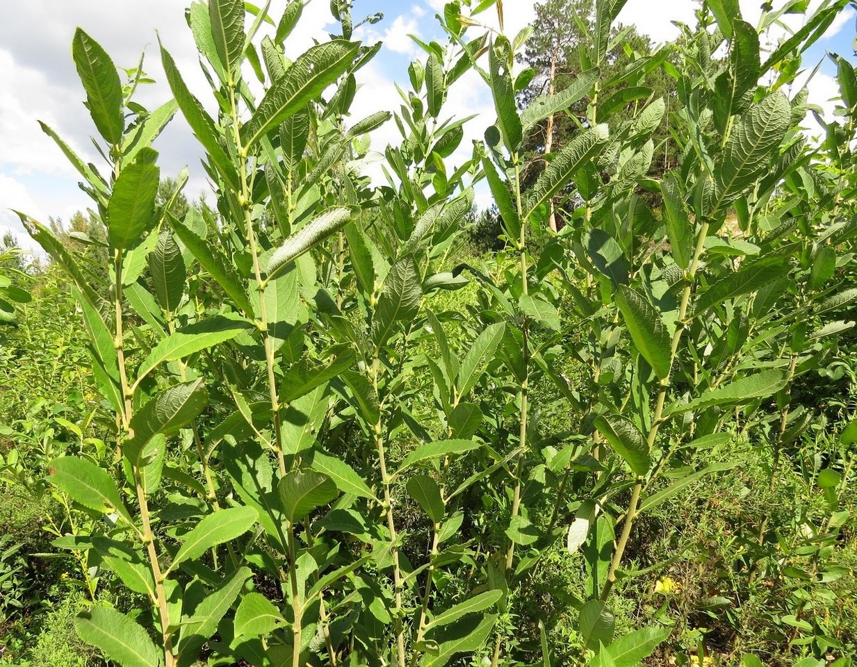 Изображение особи Salix cinerea.