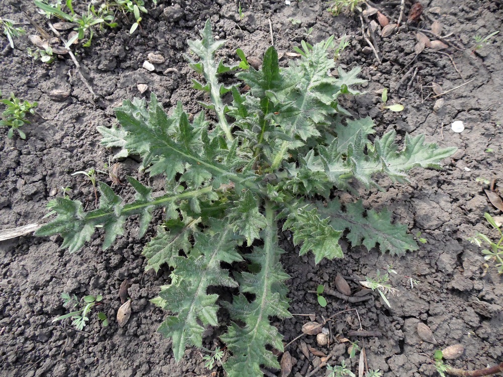 Image of Cirsium vulgare specimen.