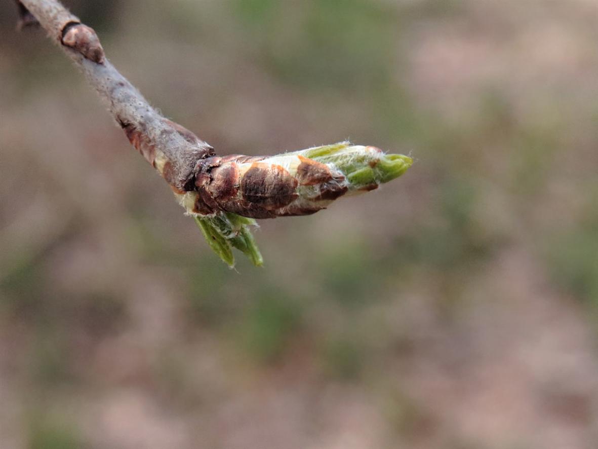 Image of Rhamnus cathartica specimen.