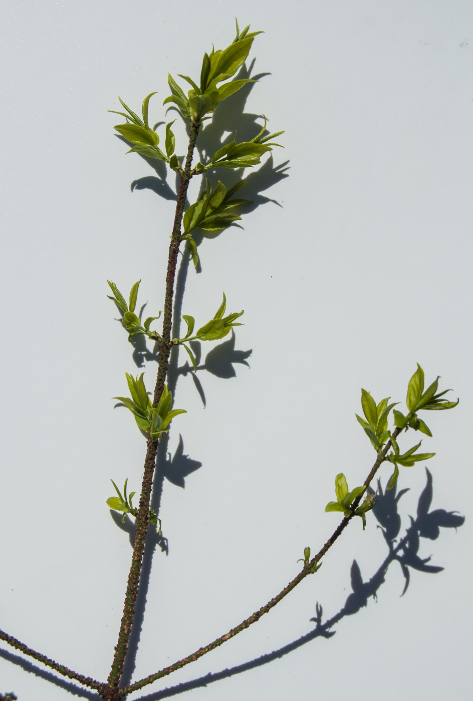 Image of Euonymus verrucosus specimen.