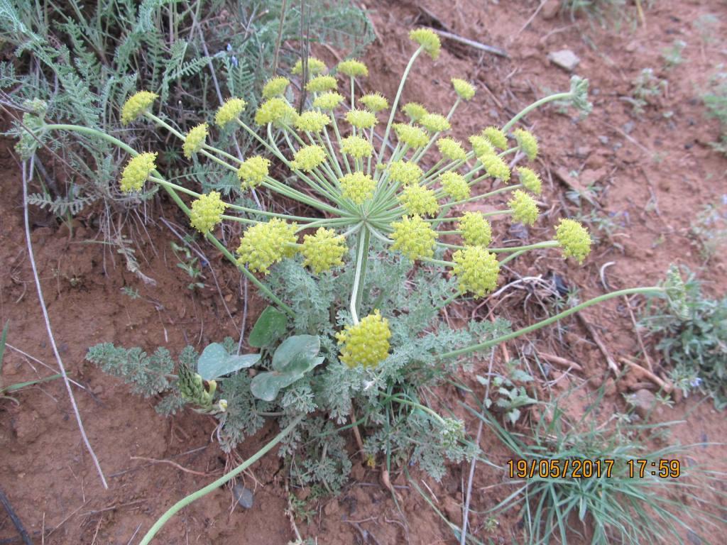 Image of Zosima absinthifolia specimen.