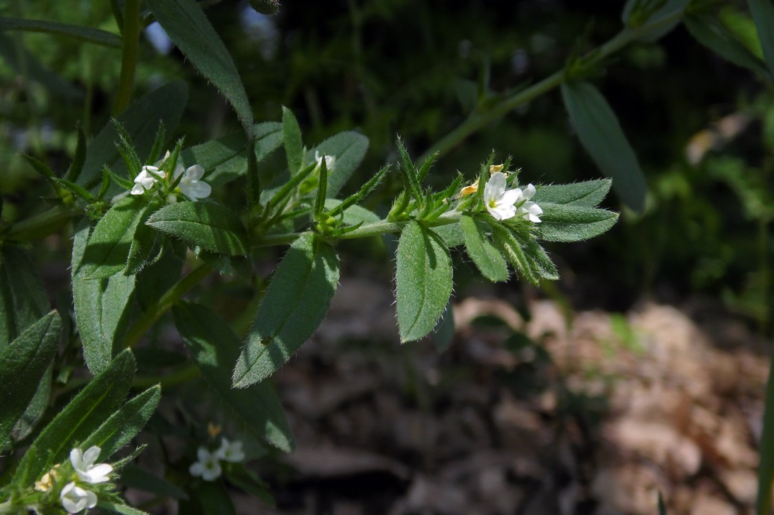 Изображение особи Buglossoides arvensis.