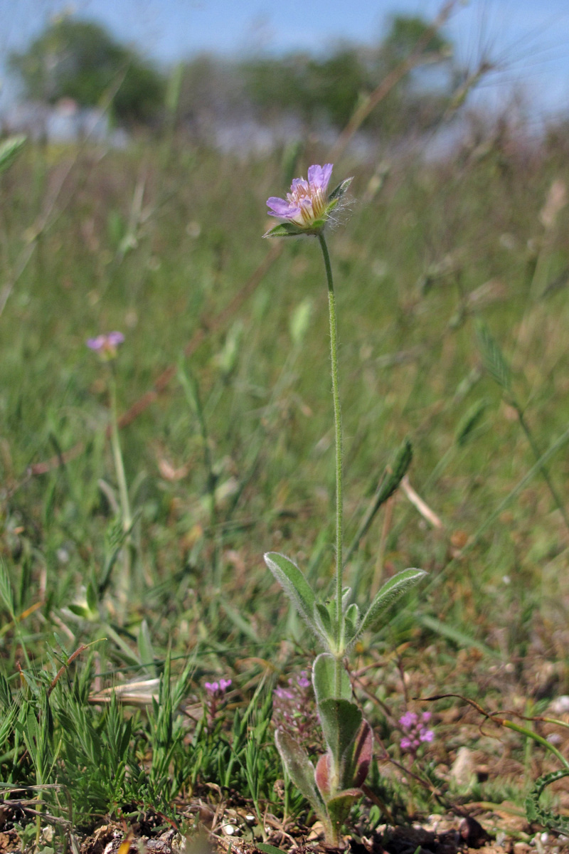 Изображение особи Lomelosia brachiata.