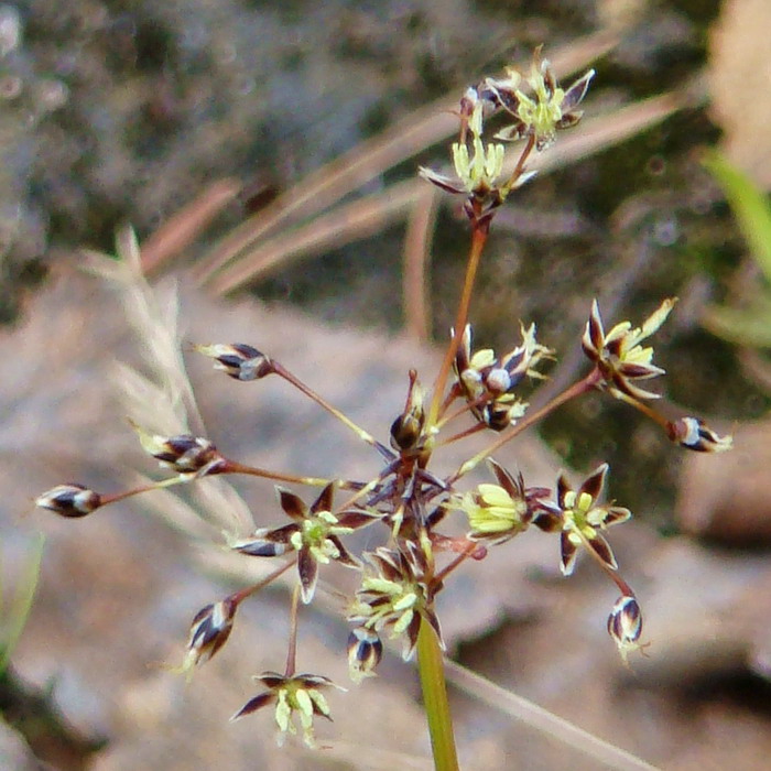 Image of Luzula pilosa specimen.