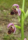 Ophrys oestrifera. Цветки. Краснодарский край, м/о город-курорт Сочи, окр. с. Монастырь, просека под ЛЭП. 12 июня 2017 г.