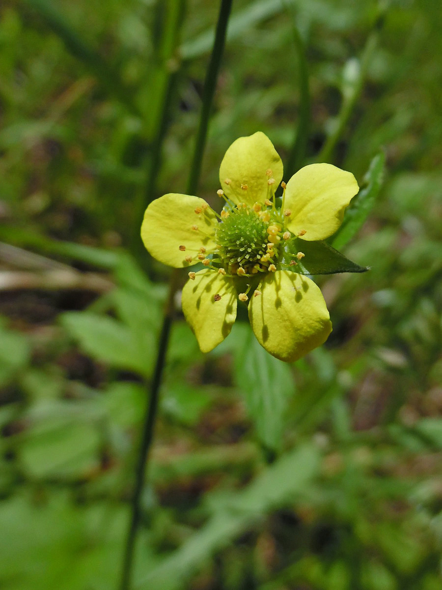 Изображение особи Geum urbanum.