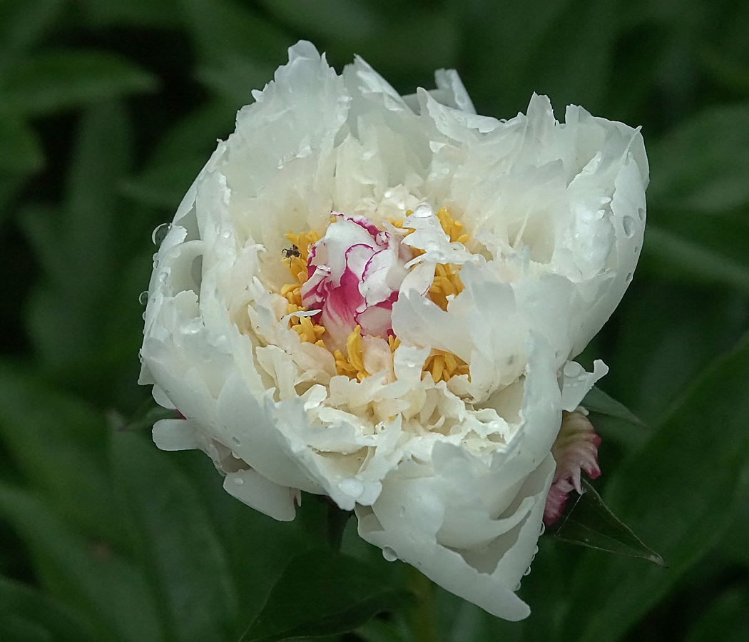 Изображение особи Paeonia lactiflora.