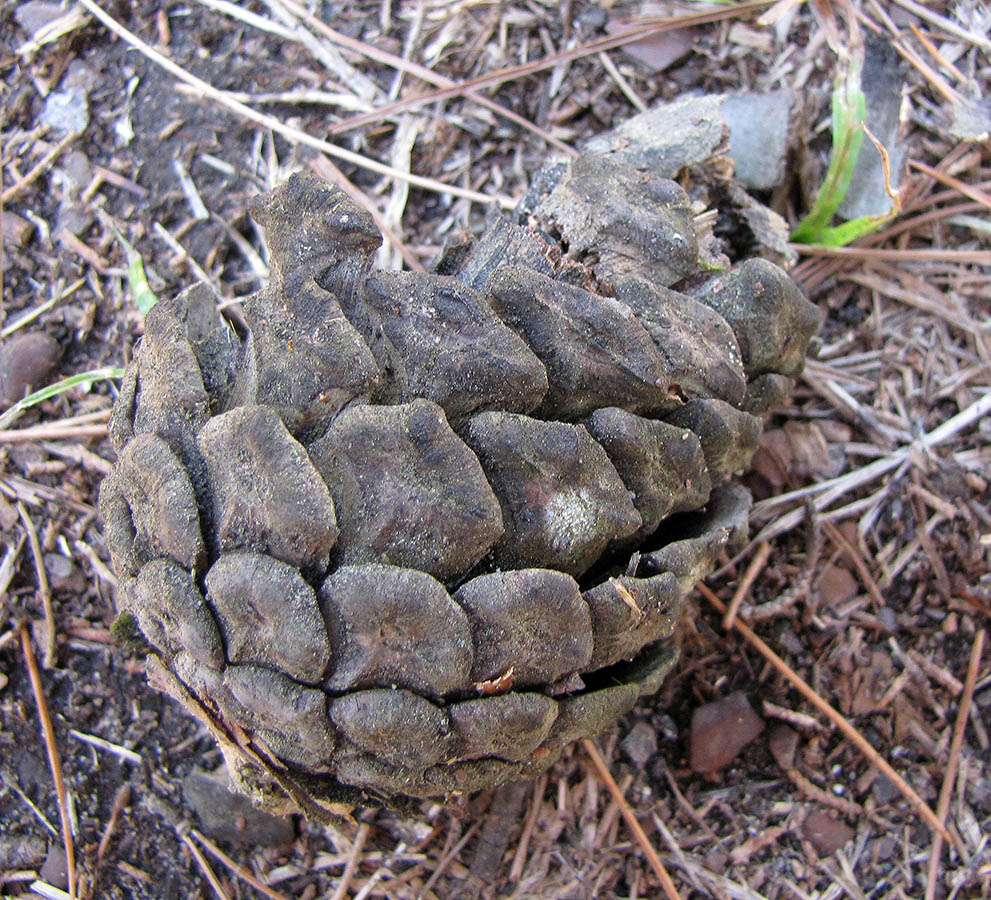 Image of Pinus pityusa specimen.