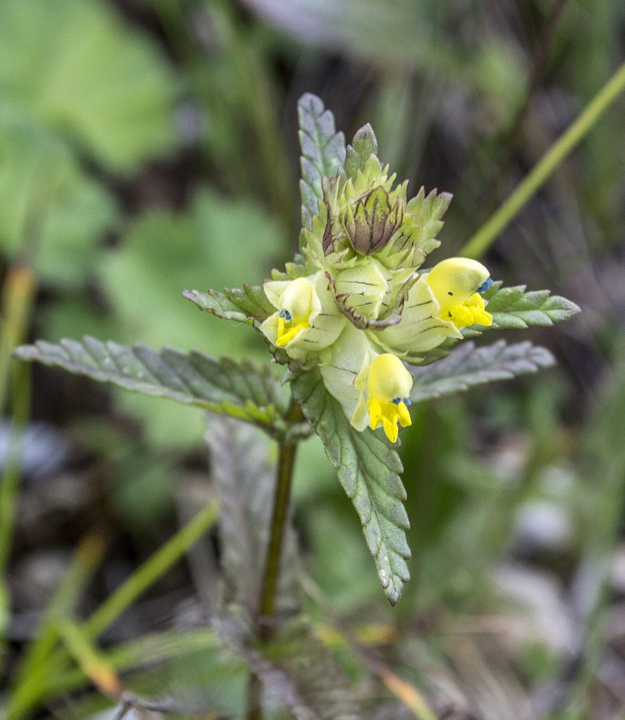 Image of Rhinanthus schischkinii specimen.