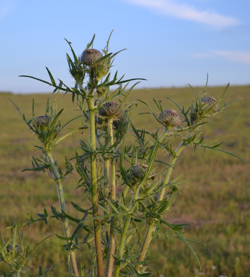 Изображение особи Cirsium polonicum.