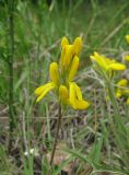 Genista humifusa