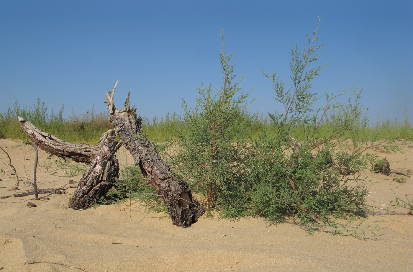 Image of Tamarix ramosissima specimen.