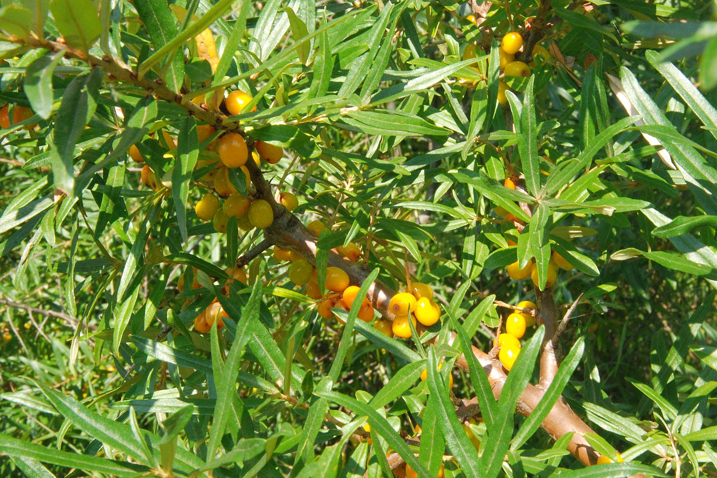 Image of Hippophae rhamnoides specimen.