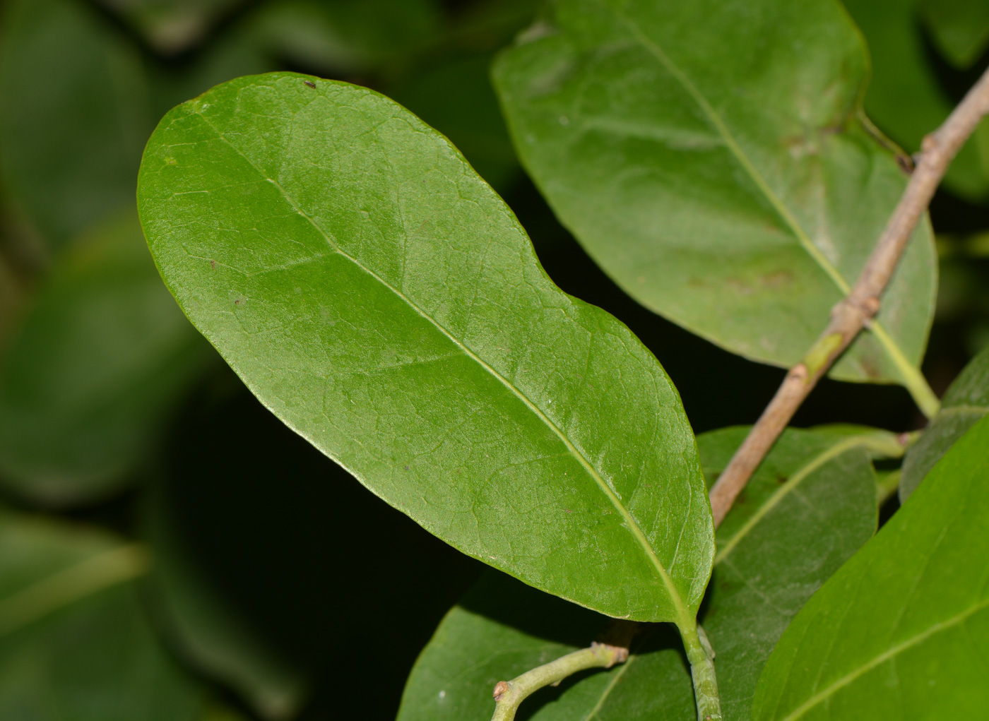 Image of Ehretia tinifolia specimen.