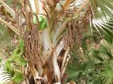 Bismarckia nobilis. Отцветшие соцветия и черешки листьев. Израиль, впадина Мёртвого моря, киббуц Эйн-Геди. 25.04.2017.