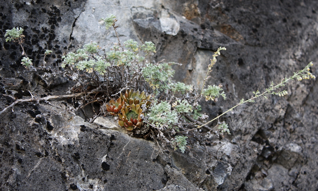 Image of Artemisia frigida specimen.