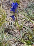 Gentiana kirilowii