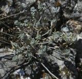 Image of taxon representative. Author is Игорь Павлов