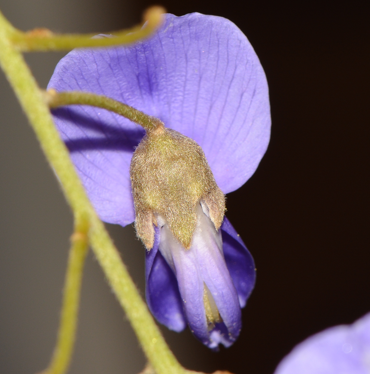 Изображение особи Bolusanthus speciosus.