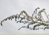 Artemisia marschalliana