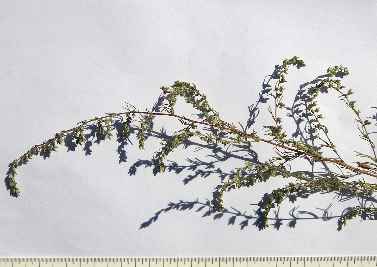 Image of Artemisia marschalliana specimen.