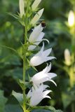 Campanula latifolia