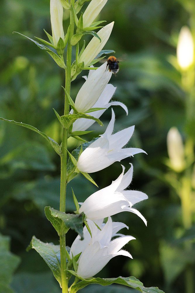 Image of Campanula latifolia specimen.