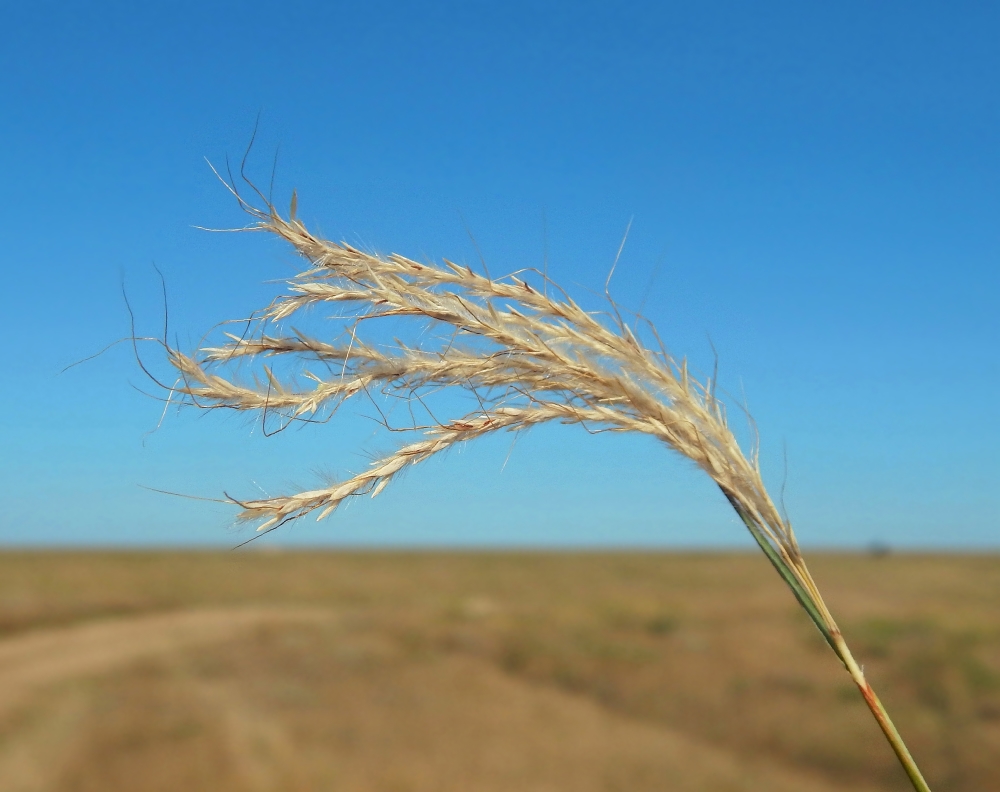 Изображение особи Bothriochloa ischaemum.