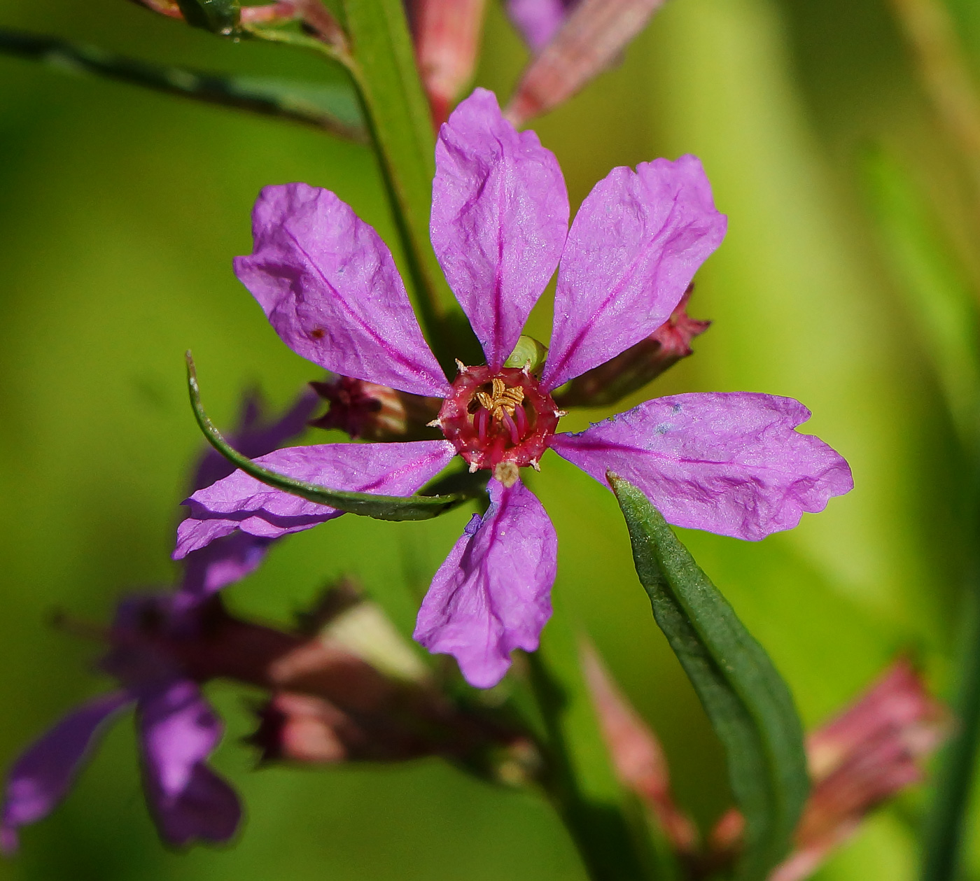 Image of Lythrum virgatum specimen.