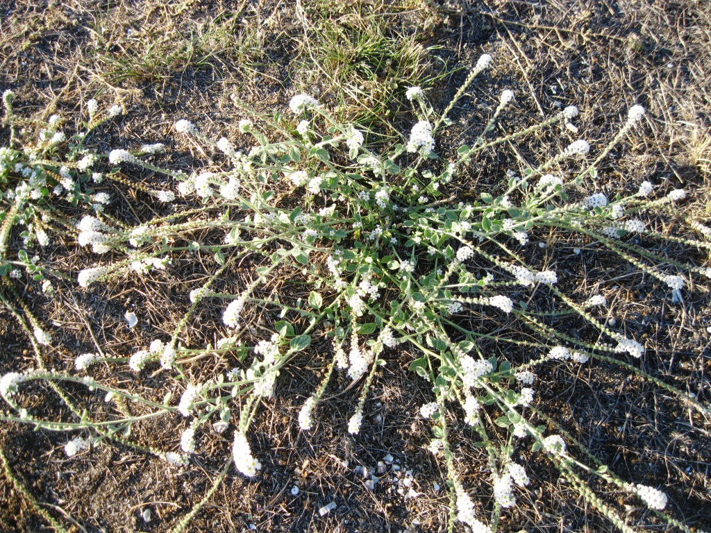 Image of Heliotropium suaveolens specimen.