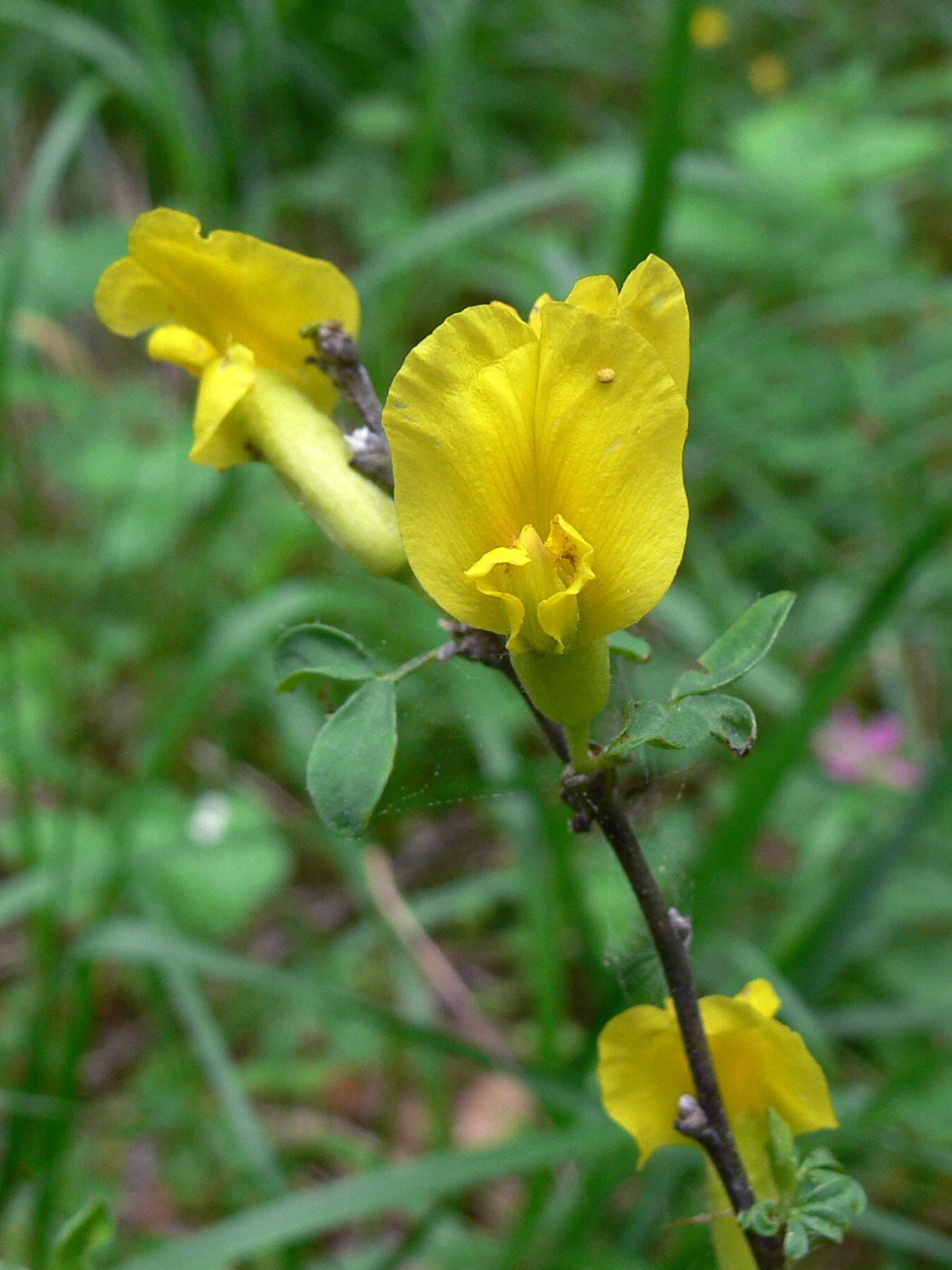 Изображение особи Chamaecytisus ruthenicus.