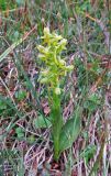 Platanthera tipuloides