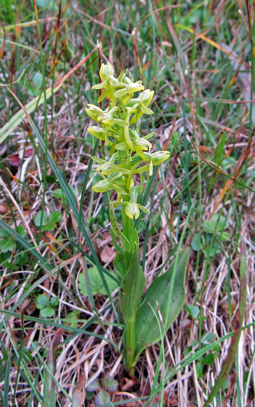 Image of Platanthera tipuloides specimen.