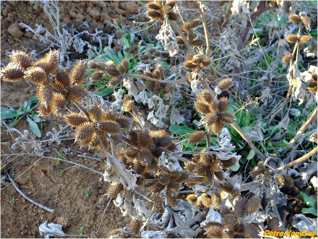 Image of Xanthium orientale specimen.