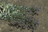 Mertensia maritima