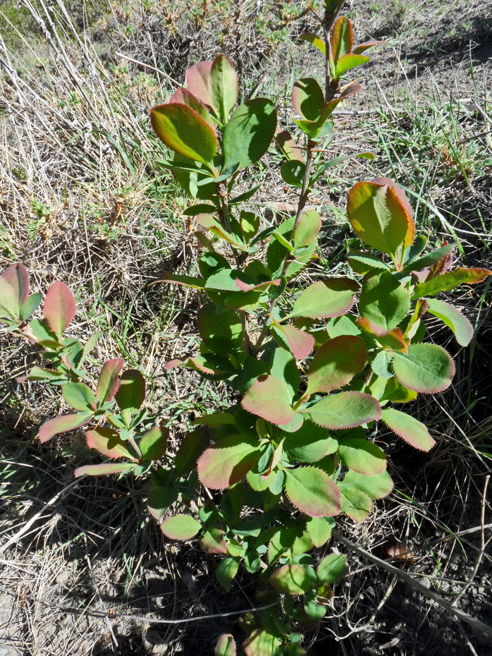 Image of Berberis vulgaris specimen.