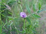 Vicia angustifolia